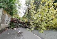 storm floris