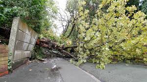 storm floris