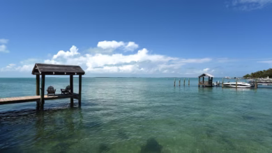 Shark Attack Injures 8-Year-Old Boy in Florida Keys